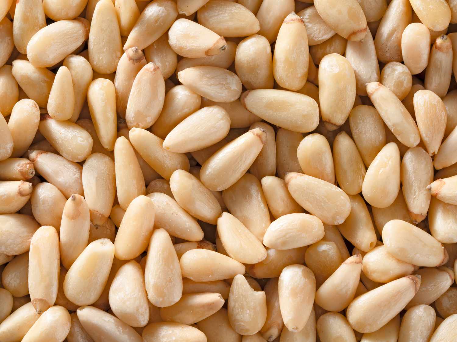 Pine Nuts Bulk